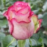 Rose floribunda sorte vrtuljak (vrtuljak)